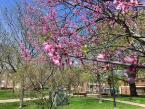 Spring on WCSU's Midtown campus