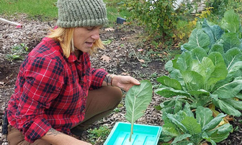 Permaculture garden